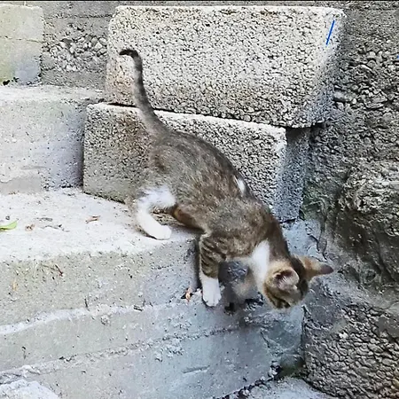 Gæstehus Mecani Gjirokastër